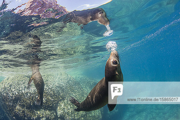 Erwachsene kalifornische Seelöwen (Zalophus californianus) unter Wasser bei Los Islotes  Baja California Sur  Mexiko  Nordamerika