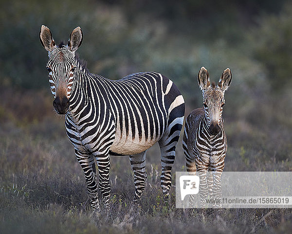 Kap-Bergzebra (Equus zebra zebra)  Stute und Fohlen  Mountain Zebra National Park  Südafrika  Afrika