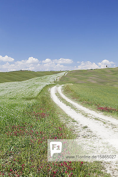 Weg durch die toskanische Landschaft in der Nähe von San Quirico  Val d'Orcia (Orcia-Tal)  UNESCO-Weltkulturerbe  Provinz Siena  Toskana  Italien  Europa