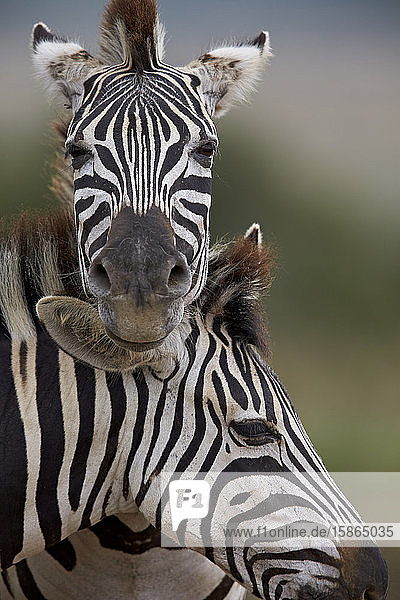 Gewöhnliches Zebra (Steppenzebra) (Burchell's Zebra) (Equus burchelli)  Addo Elephant National Park  Südafrika  Afrika