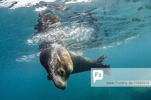 Ausgewachsener Kalifornischer Seelöwe (Zalophus californianus)  Unterwasserbulle bei Los Islotes  Baja California Sur  Mexiko  Nordamerika