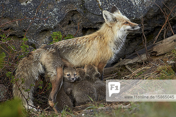 Rotfuchs (Vulpes vulpes) (Vulpes fulva) Füchsin  die ihre Jungen säugt  Yellowstone National Park  Wyoming  Vereinigte Staaten von Amerika  Nordamerika