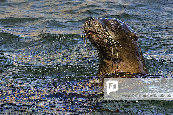 California sea lion (Zalophus californianus) juvenile in the water at Isla San Pedro Martir Baja California Mexico North America