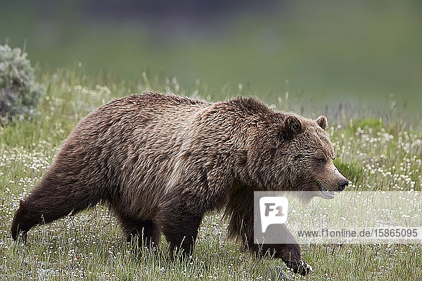Grizzlybär (Ursus arctos horribilis)  Yellowstone National Park  Wyoming  Vereinigte Staaten von Amerika  Nord-Amerika