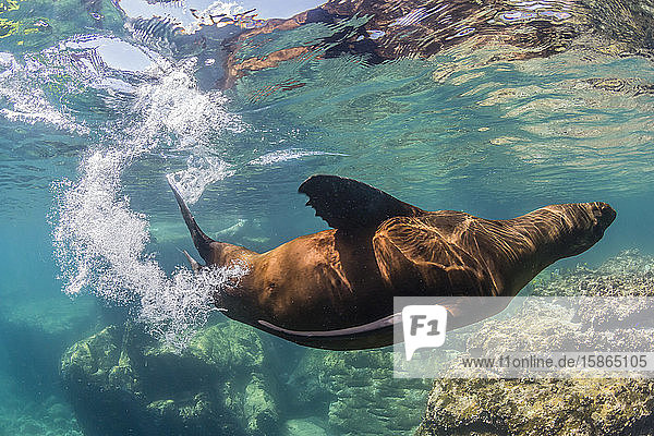 Ausgewachsener Kalifornischer Seelöwe (Zalophus californianus) unter Wasser bei Los Islotes  Baja California Sur  Mexiko  Nordamerika