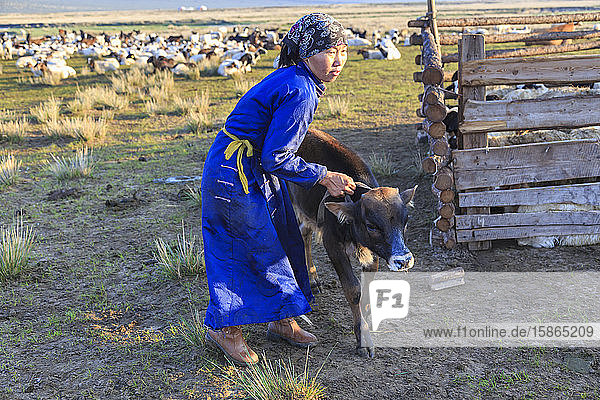Frau mit Kopftuch und blauen Griffen an der Wade  entfernte Gers  in der Morgendämmerung im Sommer  Nomadenlager  Gurvanbulag  Bulgan  Mongolei  Zentralasien  Asien