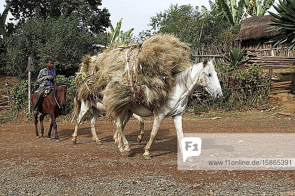 Boy riding donkey and taking harvest to a farm in the Jimma region of Ethiopia  Africa