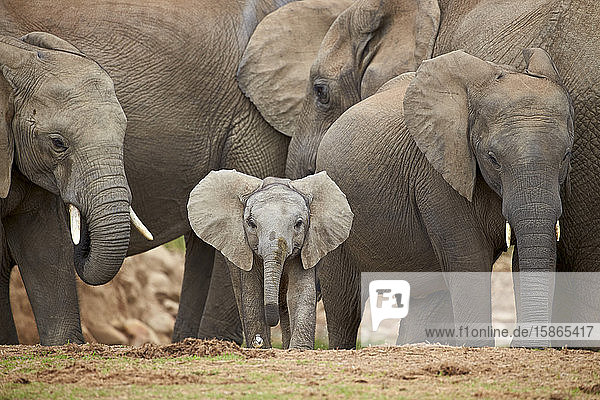 Afrikanischer Elefant (Loxodonta africana)  Gruppe mit Baby  Addo Elephant National Park  Südafrika  Afrika