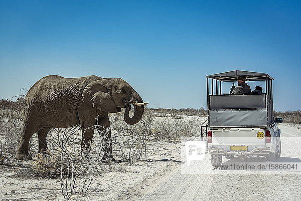 African Elephant (Loxodonta) and safari vehicle Etosha National Park; Kunene Region Namibia