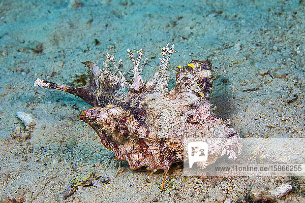 The venomous Demon stinger or Spiny devilfish (Inimicus didactylus) deserves its impressively fearsome names. It can cause pain or death. As pictured here the first few spines of the pectoral fin have separated from the fin itself and are used to pull this fish across the bottom; Philippines