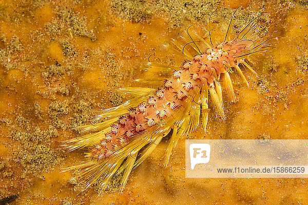 Polychaeta or polychaetes are paraphyletic annelid worms also known as Bristle Worms; Philippines