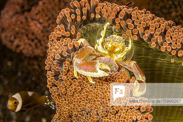 The Porcelain crab (Neopetrolisthes maculatus) is a commensal partner with sea anemones; Philippines