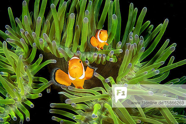 A pair of clown anemonefish (Amphiprion percula) in anemone (Heteractis magnifica); Philippines