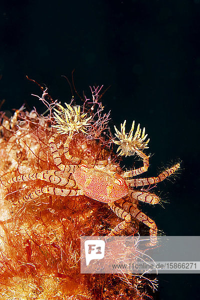 The endemic Hawaiian pom-pom crab or boxer crab (Lybia edmondsoni) is associated with anemones (Triactis sp.) that it carries around holding with the claws and using them for defence waving in front of the possible aggressor. This is a mutualistic symbiosis the benefit for the anemone is in being transported around with more ease in finding the food; Hawaii United States of America