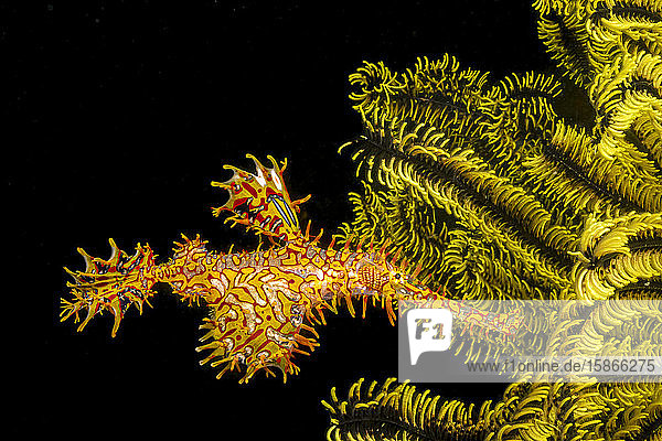 Ein verzierter Geisterpfeifenfisch (Solenostomus paradoxus) neben einer Seelilie; Philippinen
