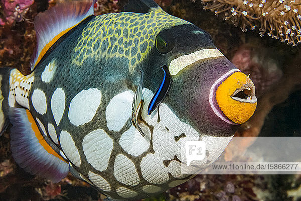 The Clown triggerfish (Balistoides conspicillum) and cleaner wrasse; Indonesia