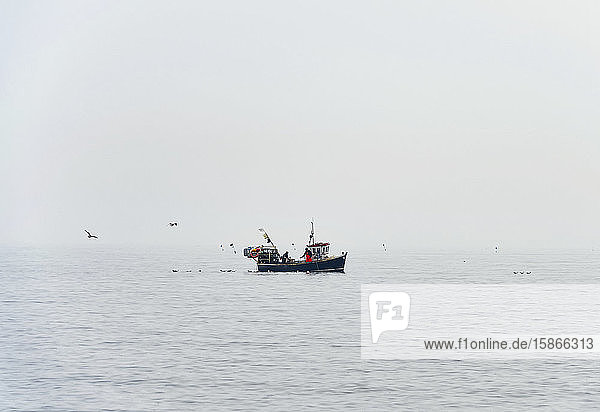Fishing boat on the ocean in foggy conditions with seagulls flying and swimming around it; South Shields Tyne and Wear England