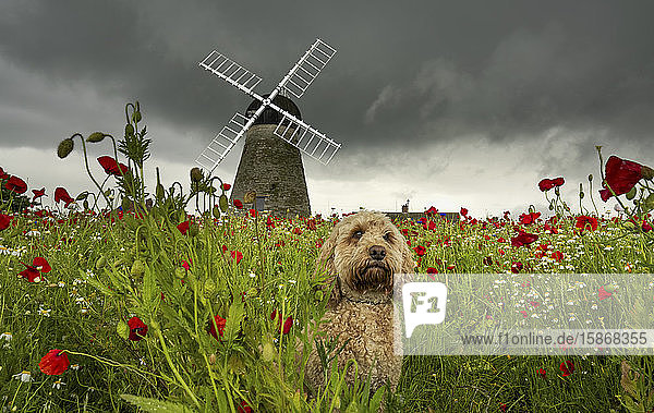 Ein niedlicher Cockapoo-Hund sitzt in einem Mohnfeld im Vordergrund mit der Whitburn Windmill im Hintergrund; Whitburn  Tyne and Wear  England