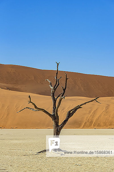 Deadvlei  eine weiße Lehmpfanne  umgeben von den höchsten Sanddünen der Welt und Kameldornbäumen (Vachellia erioloba)  Namib-Wüste; Namibia