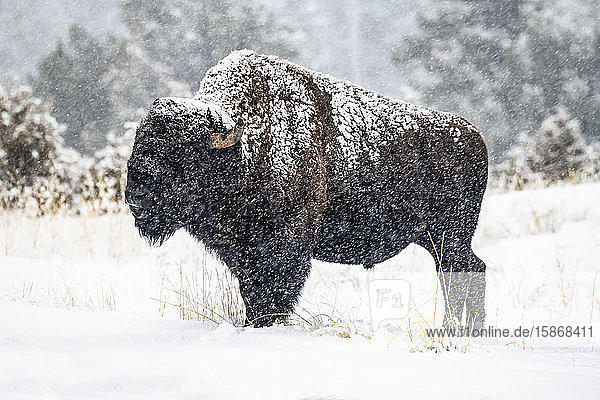 Falling snow clings to an American Bison bull (Bison bison) standing in a meadow in the North Fork of the Shoshone River valley near Yellowstone National Park; Wyoming  United States of America