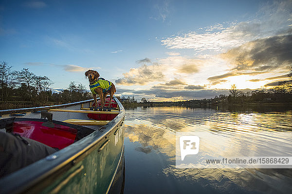 Dog on front of canoe paddling on a river at sunset; Castleconnel  County Limerick  Ireland
