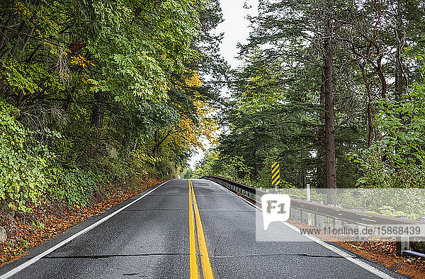 Fahrt nach Süden auf dem Chuckanut Drive außerhalb von Belllingham an einem Oktobertag  an dem die Blätter an den Bäumen gelb werden; Washington  Vereinigte Staaten von Amerika