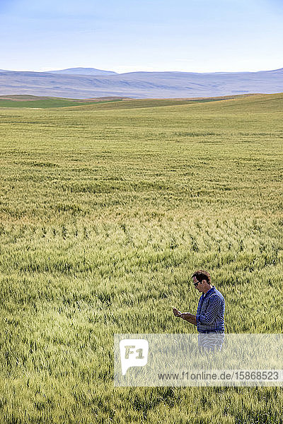Landwirt steht in einem Weizenfeld und prüft den Ertrag; Alberta  Kanada
