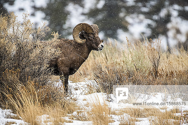Dickhornschaf-Widder (Ovis canadensis) steht an einem verschneiten Tag in einer Salbeibuschwiese im Tal des North Fork of the Shoshone River in der Nähe des Yellowstone National Park; Wyoming  Vereinigte Staaten von Amerika