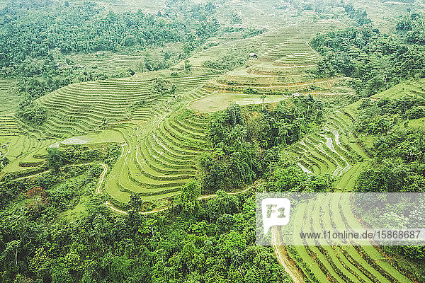 Drone view of rice terraces on the lush mountainside; Ha Giang Province Vietnam