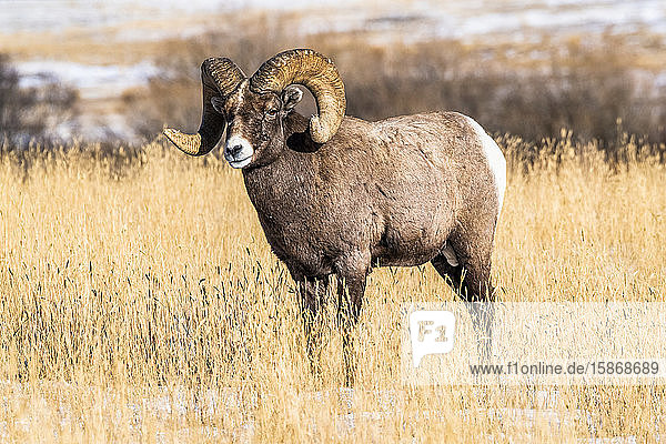 Bighorn Sheep ram (Ovis canadensis) with massive horns stands in a grassy meadow during the rut near Yellowstone National Park; Montana United States of America