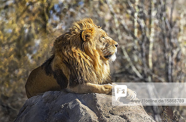 Male lion (Panthera leo) lays on a rock in the sunlight at the zoo; Fort Collins  Colorado  United States of America