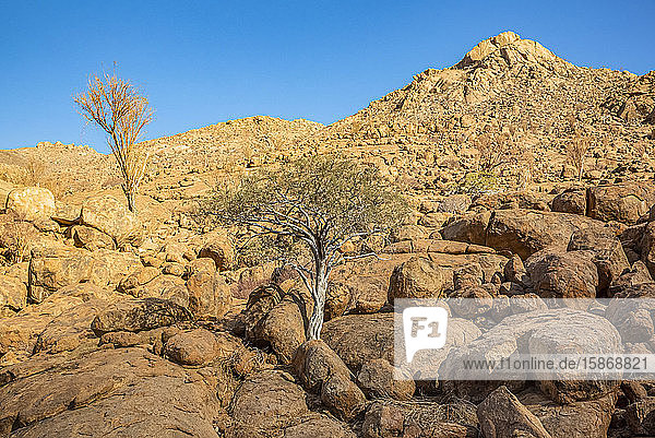 Wanderung zur Felsmalerei der Weißen Dame  Brandberg Mountain  Damaraland; Kunene Region  Namibia