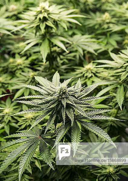 Marijuana plants in early flowering stage; Cave Junction Oregon United States of America