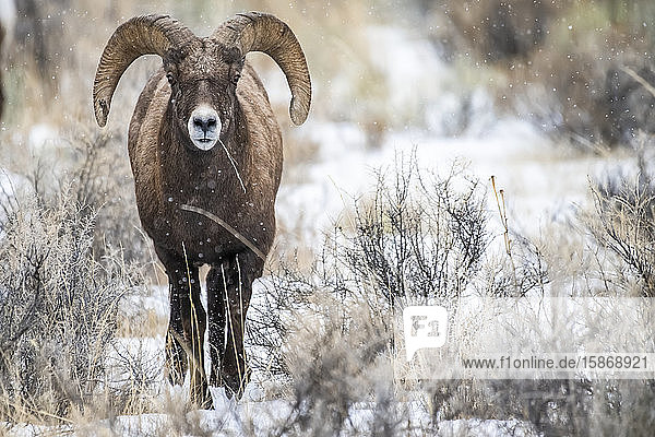 Dickhornschaf-Widder (Ovis canadensis) nähert sich an einem verschneiten Tag im Tal des North Fork of the Shoshone River in der Nähe des Yellowstone-Nationalparks durch eine Salbeibuschwiese; Wyoming  Vereinigte Staaten von Amerika