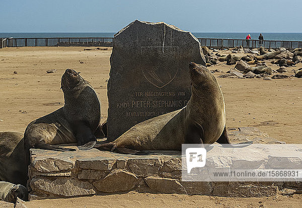 Fur seals at Cape Cross Seal Colony Skeleton Coast; Namibia