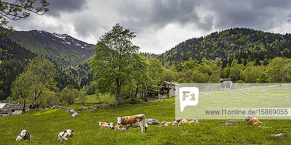 Kühe auf der Weide vor Bauernhöfen hoch oben in den italienischen Alpen; Campertogno  Vecelli  Italien