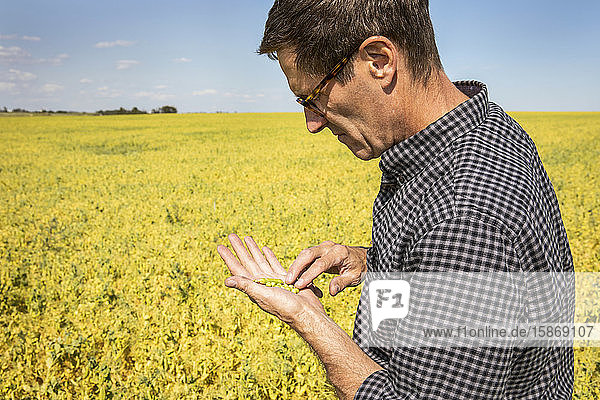 A farmer in a farm field inspecting a pea crop; Alberta Canada