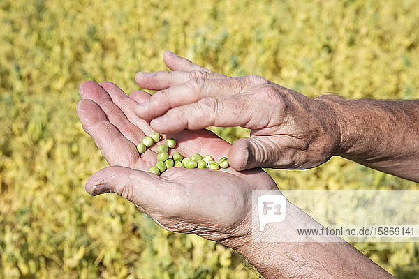 Ein Bauer steht auf einem Feld und inspiziert eine Handvoll Erbsen; Alberta  Kanada