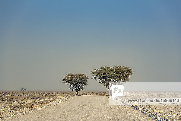 Etosha National Park; Namibia