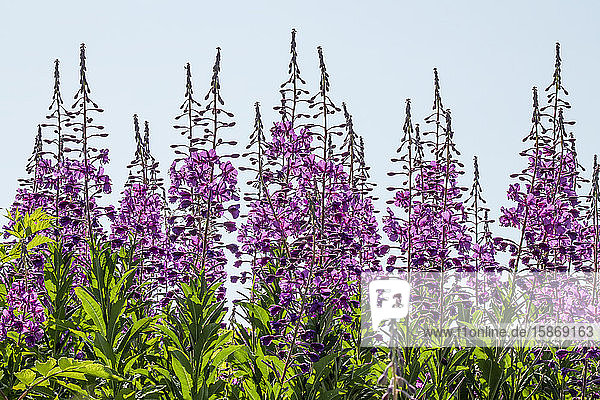 Fireweed (Chamaenerion angustifolium) in bloom against a blue sky; Alaska United States of America