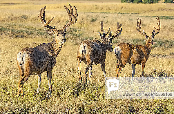 Three Mule deer (Odocoileus hemionus) stag with antlers walking in a row in long grass with one looking back at the camera; Steamboat Springs Colorado United States of America