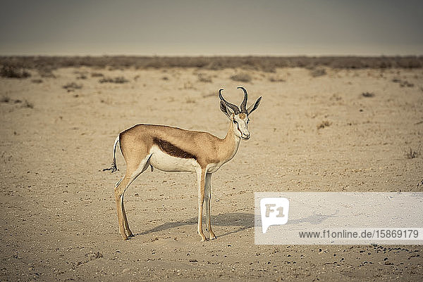 Springbok (Antidorcas marsupialis) Etosha National Park; Namibia
