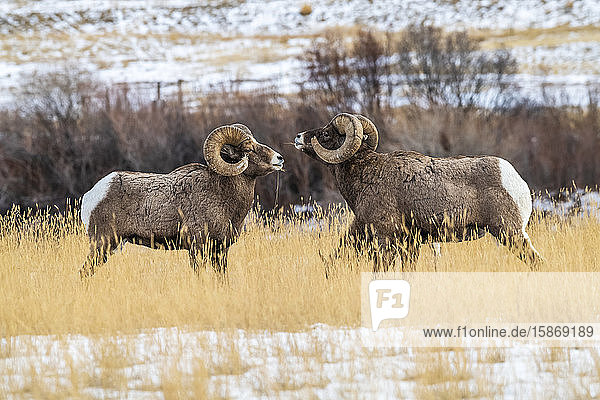 Zwei Dickhornschafböcke (Ovis canadensis) stehen sich während der Brunftzeit in der Nähe des Yellowstone-Nationalparks gegenüber; Montana  Vereinigte Staaten von Amerika