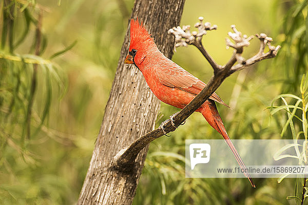 Male Northern Cardinal (Cardinalis cardinalis) in the Chiricahua Mountains near Portal; Arizona United States of America