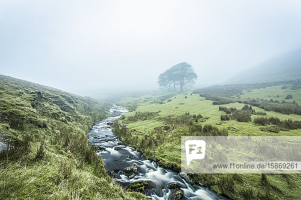 Small river cutting through a valley leading into the fog with three trees in the background Galty Mountains; County Tipperary Ireland