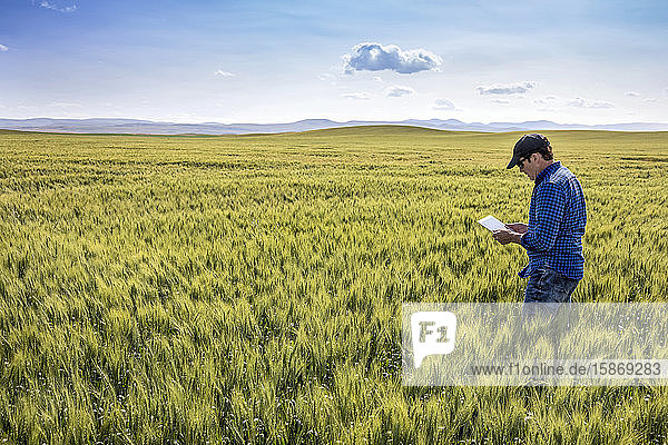 Landwirt steht in einem Weizenfeld  benutzt ein Tablet und prüft den Ertrag; Alberta  Kanada