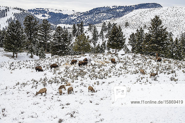 American Bison (Bison bison) and Bighorn Sheep (Ovis canadensis) grazing near each other in a snowy meadow in Yellowstone National Park; Wyoming United States of America