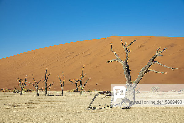 Deadvlei  eine weiße Lehmpfanne  umgeben von den höchsten Sanddünen der Welt  Namib-Wüste; Namibia