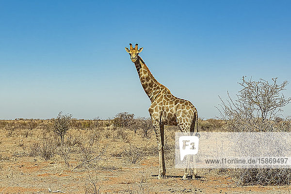 Giraffe (Giraffa)  Etosha-Nationalpark; Namibia