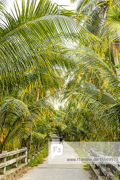 Ein Mann fährt auf einem Motorrad einen von üppigen Palmen gesäumten Weg im Mekong-Flussdelta hinunter; Vietnam